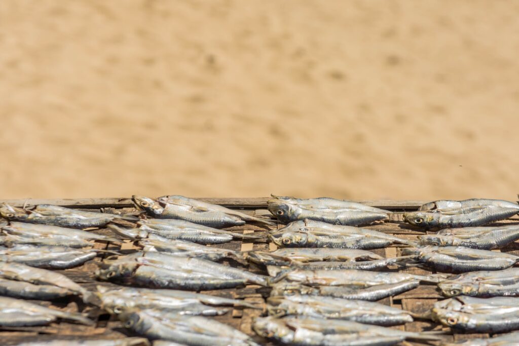 Drying is one of the smoked catfish processing steps