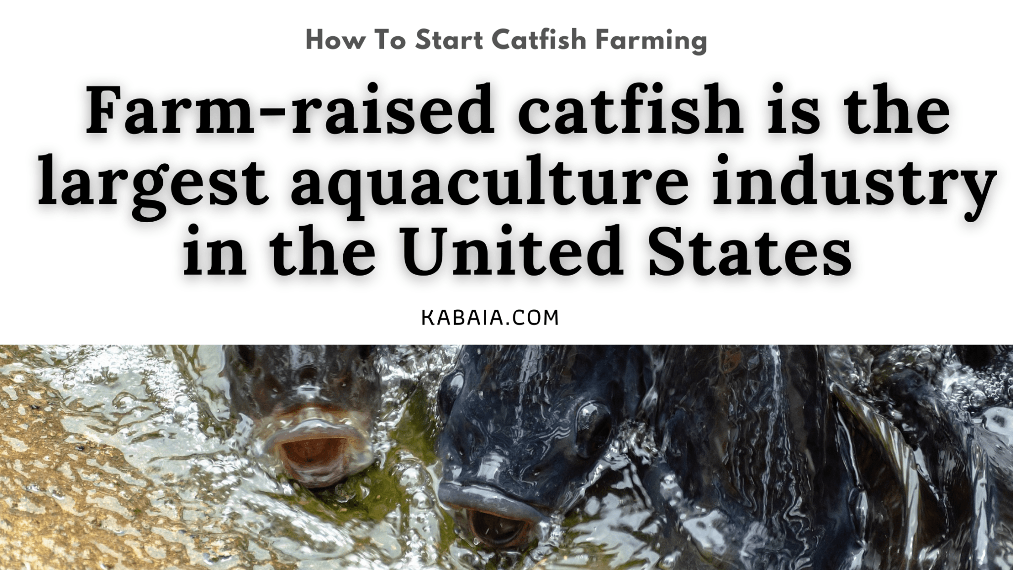 Profitable Catfish Farming 2 Secrets For Success Kabaia Foods Inc