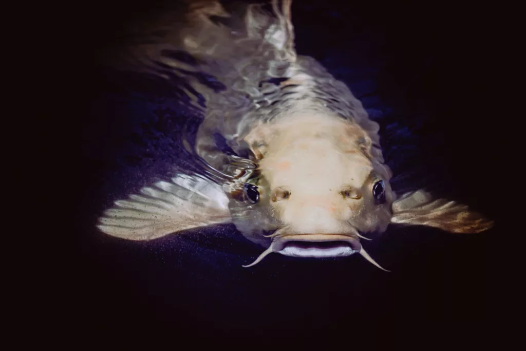 catfish image