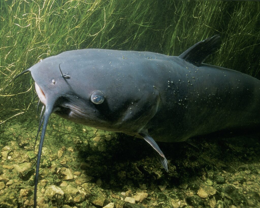 channel catfish is a good alternative to swai fish