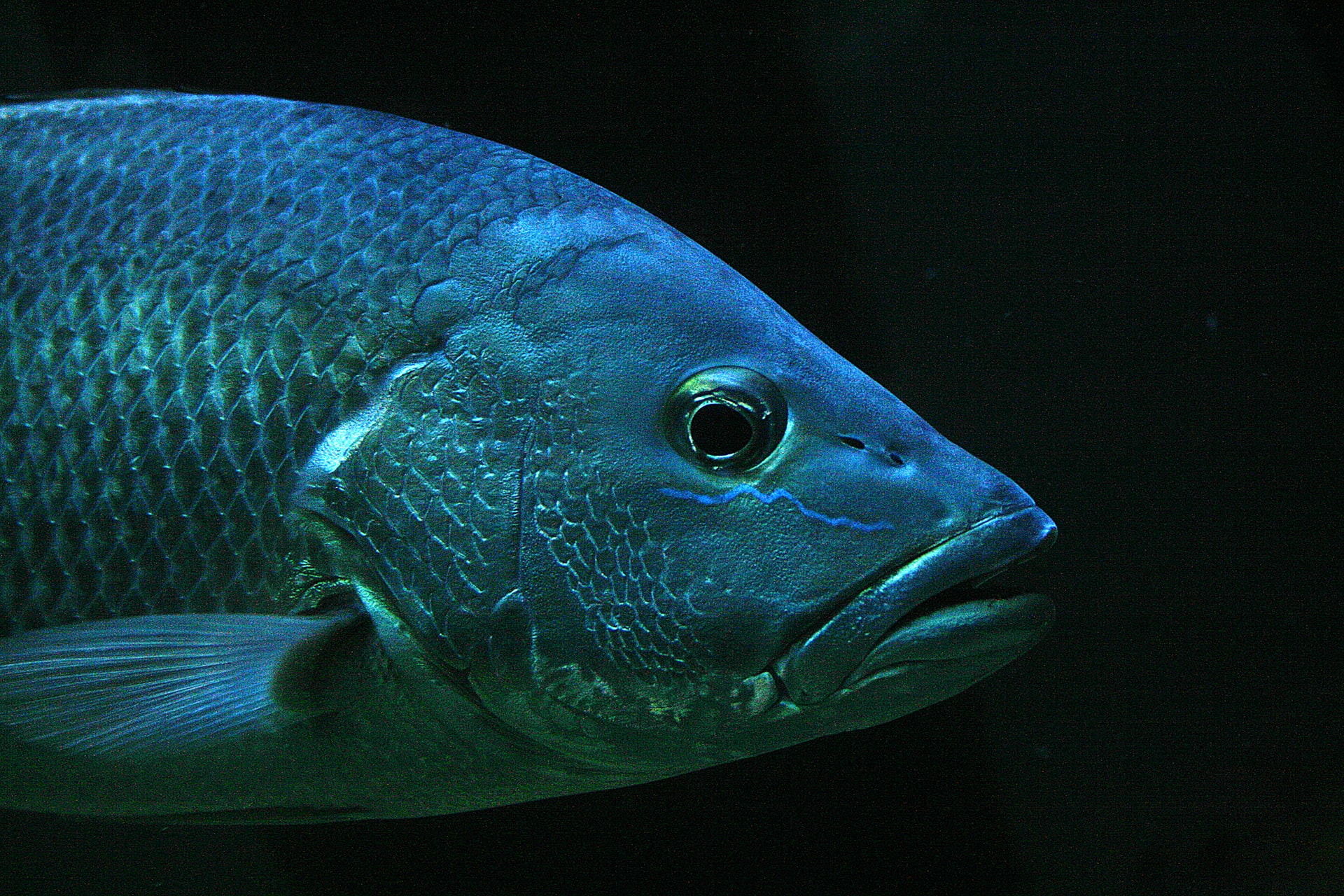 Tilapia fish in water