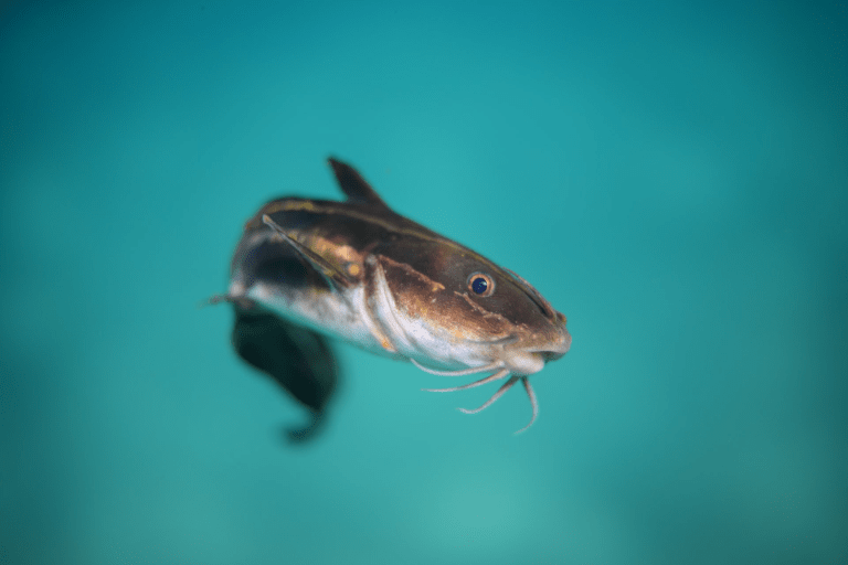 tilapia vs catfish image