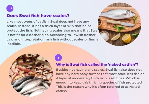 swai fish infographics part 2
