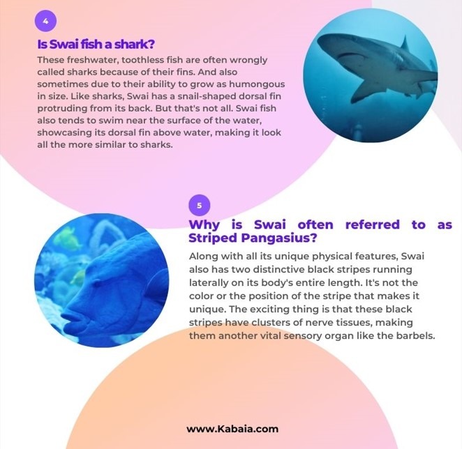 swai fish infographics part 3