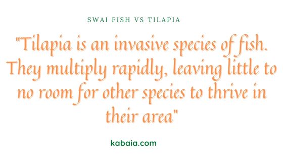 swai fish vs tilapia banner1